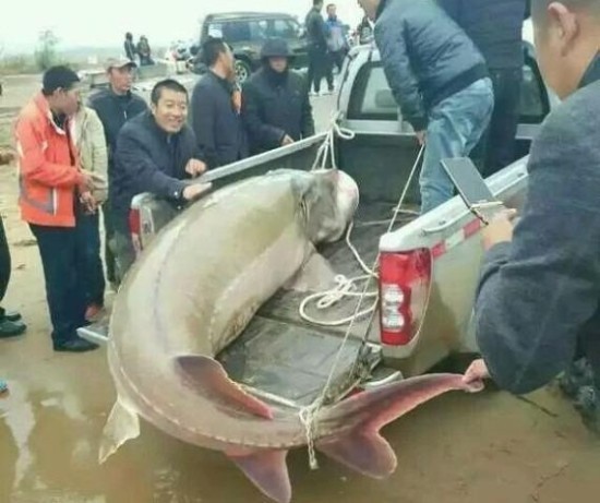 В Китае рыбак поймал рыбу в два центнера (фото)