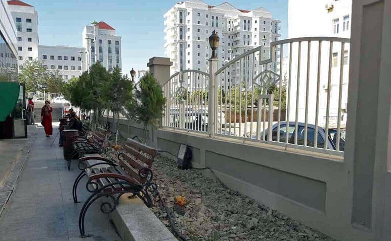 В Ашхабаде вырубили молодые сосны