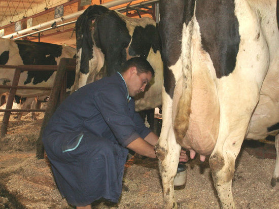 Узбеки спасают от разорения казахских фермеров