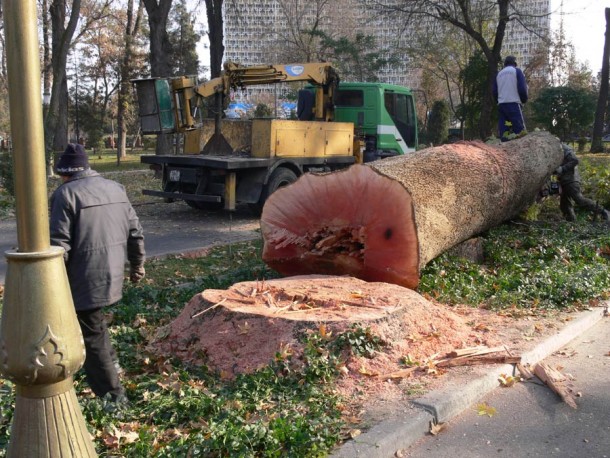 "Дровосеки" продолжают вырубать Ташкент