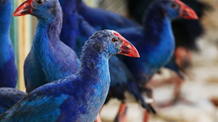 Ташкентский зоопарк принял новых «гостей»