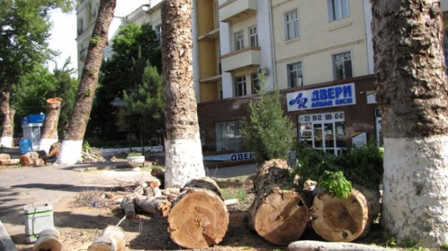 Деревья в ташкенте. Ташкент Шахар дарахтлар. Вырубка деревьев в Ташкенте. Ташкент вырубили деревья.