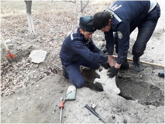 В Хорезме спасатели не дали погибнуть бездомной собачке