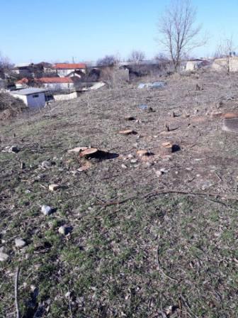 В Паркентском районе незаконно вырубили 200 деревьев