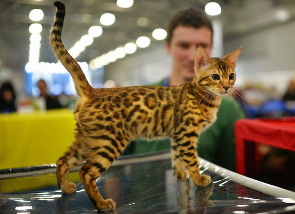 В Узбекистане пройдет Международная выставка кошек CAT WORLD-2019