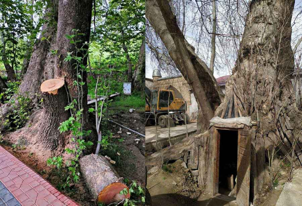 Под Самаркандом рубят вековые чинары на Чор-Чинор