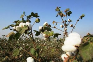 Хоким устроил фермерам мордобой под Карши