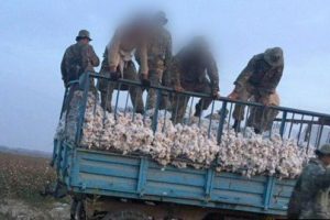 Трактор насмерть раздавил двух солдат на хлопке в Сырдарье
