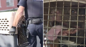 Питбуль загрыз дочь казахстанского дипломата в Нью-Йорке