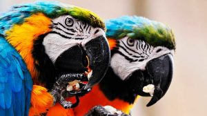 Узбек попался на контрабанде 12 попугаев из Дели