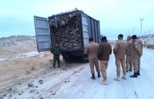 Вырубка саксаула обошлась в 2,2 млн сумов