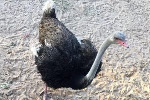 Яйца страуса разорили 400 человек