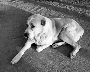 Убийц алабая наказали в Самарканде