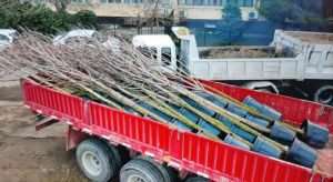 150 деревьев за ночь высадили вместо вырубленной рощи в Ташкенте. Видео