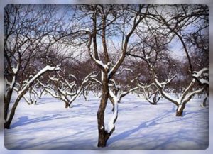 Апрельский снегопад истребил урожай фруктов