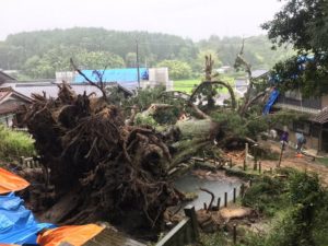 1200-летнее священное дерево уничтожила буря