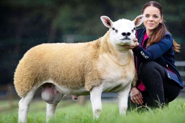 Баран по кличке «Двойной бриллиант» был продан за $ 490 000