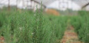 Янгиюльский фермер освоил производство лекарственного растения «стевия» - заменителя сахара