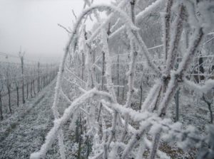 Минсельхоз подтвердил большие потери винограда и фруктов из-за заморозков