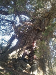 Три тысячелетние арчи обнаружили под Самаркандом