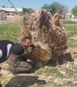 50 вековых деревьев вырубили в Карши