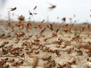 Марокканская саранча угрожает посевам в Кашкадарье
