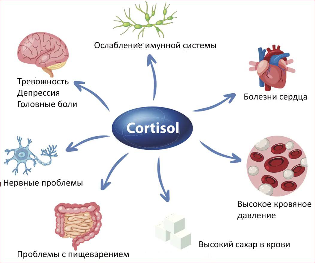 Надо ли сдавать кортизол