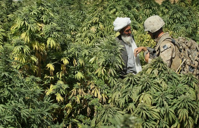 Афганская марихуана видео перемолотые семена конопляные