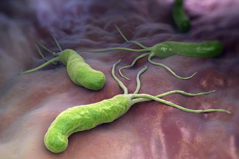 Лечение заболеваний, вызванных Helicobacter pylori | Haleon HealthPartner